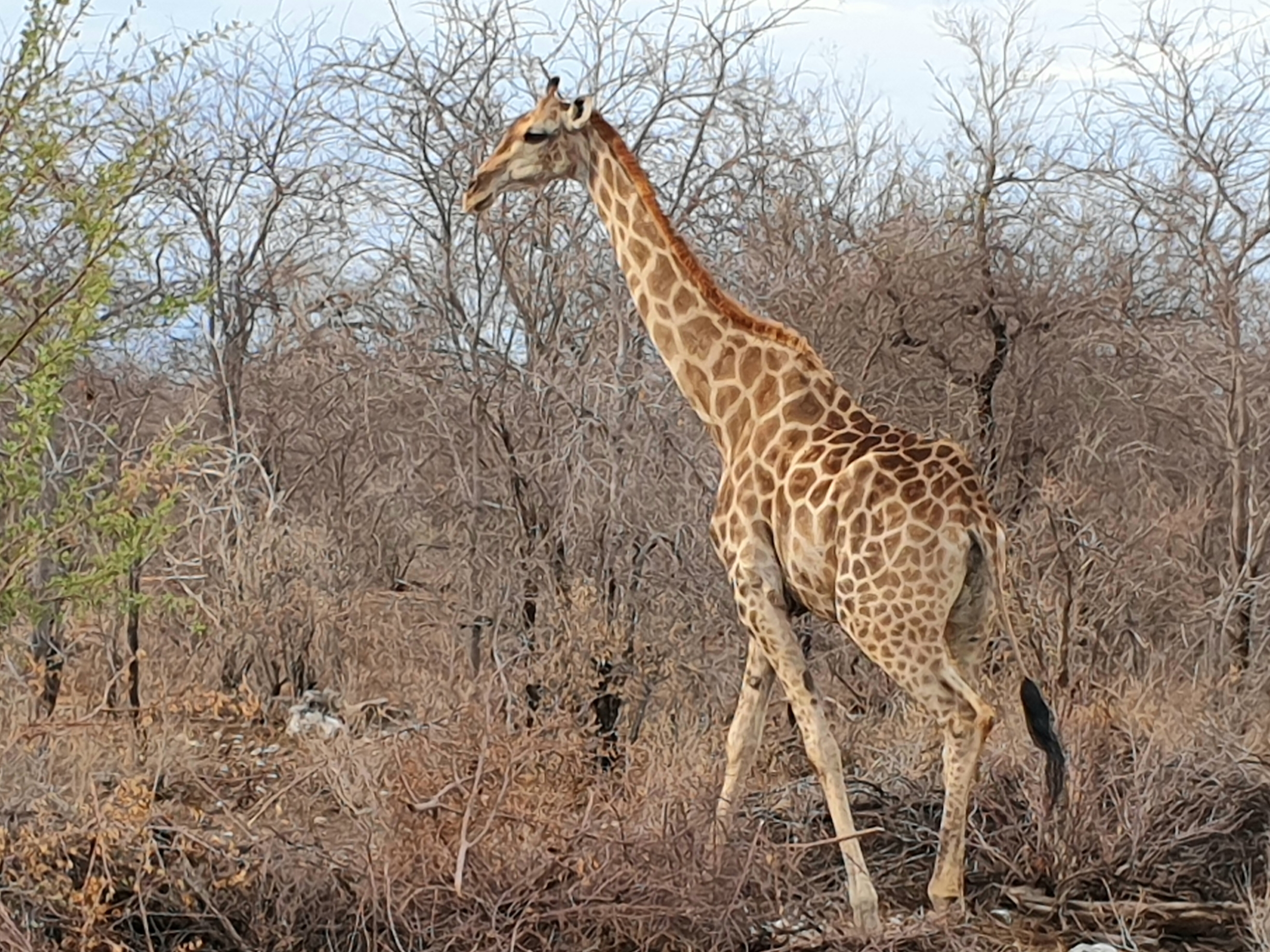 Girafe d'Angola (Angolan giraffe, Giraffa Cameleopardis Angolensis), femelle adulte, Onguma Nature Reserve, Etosha, Namibie. 